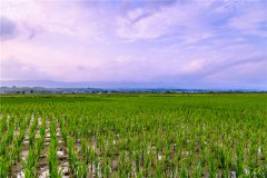 土壤墒情监测站研究棉花节水灌溉技术