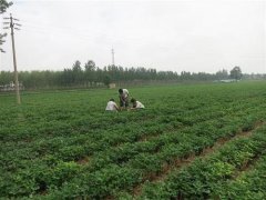 土壤墒情监测装置在线监测水分