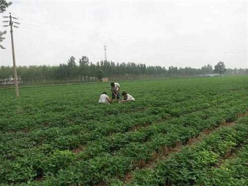 土壤墒情监测装置