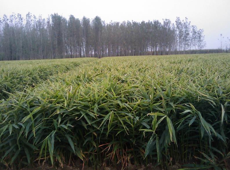 土壤水分观测仪可用于姜田土壤水分的观察