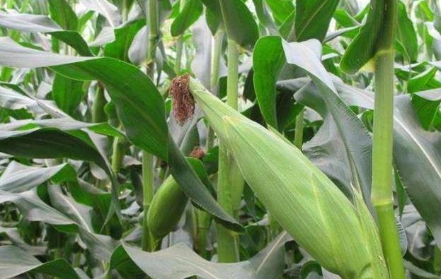 土壤墒情监测系统指导玉米田节水灌溉