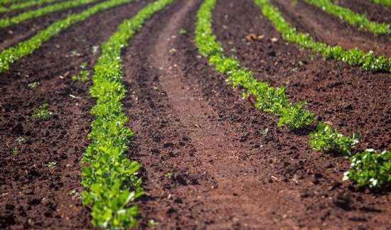 土壤保墒对于农作物生长的意义
